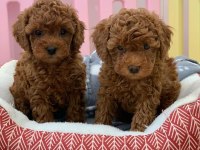 BEBEK TOY POODLE YAVRULAR