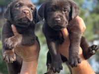 Labrador redriever sevimli yavrular ruhsatlı çiftlik