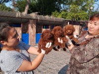 Kore toy Poodle yavrularımız ruhsatlı çiftliği mızden