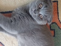 Scottish fold yavru