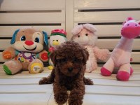 Orjinal Kore kanı taşıyan erkek poodle yavrusu