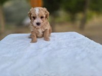 MALTİPOO YAVRULARIMIZ