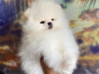 Garantili teacup teddy pomeranian