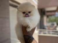 Irk ve sağlık garantili pomeranian
