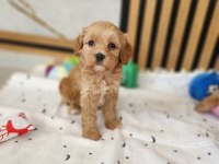 AŞILI PASAPORTLU MİKROÇİPLİ MALTİPOO YAVRULARIMIZ
