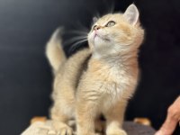 En güzel ny12 golden british shorthair yavrularımız