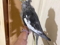 44 GÜNLÜK KONUŞTURMALIK SULTAN PAPAĞANI BEBEK