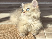 Safkan dişi yavru british longhair