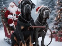 EV ORTAMINDAN SHOW KALİTE CANE CORSO YAVRULAR