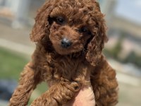 Ankaranın en seçkin toy poodle yavruları