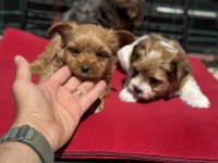Petmode köpek çiftliğinden show kalite morkie yavrular