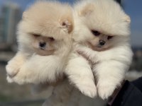 Petmode köpek çiftliğininden teddy pomeranian