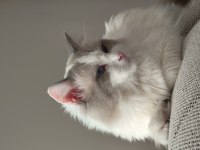 SAFKAN RAGDOLL BLUE BI COLOR 5 ADET YAVRU