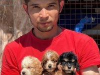 Bıgpo efsane gözel yavrular baba poodle