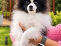 Irk özellikleri ile karakterize gerçek teddy bear pomeranian