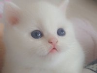 Ayı surat yavru british shorthair