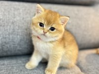 GOLDEN YAVRU KEDİLER İZMİR