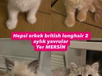 British yavrular 1 aylık (2 dişi 2 erkek)