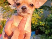 Safkan elma kafa chihuahua dişi bebek Çorlu