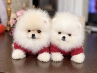 2 TEACUP POMERANİAN AYICIKLAR