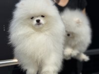Petmode köpek çiftliğinden teddy pomeranian