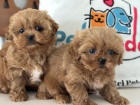 Ankaranın en özel mini kore malripoo yavruları