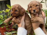MÜKEMMEL KALİTEDE TOY POODLE MİNNOŞLAR