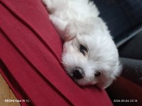 Maltese terrier iki aylıklar