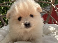 YAVRU POMERANİANLAR