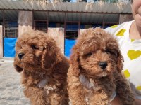 Standart poodle efsane bebekler
