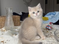 British Golden Gerçek Belgeli