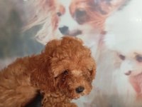 IRK VE SAĞLIK GARANTİ POODLE BEBEKLERİMİZ