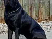 Estetikli Black ve Blue Cane Corso Yavrular