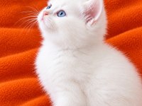 British shorthair erkek ve dişi bebekler