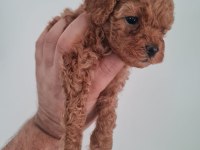 Toy Poodle Köpeğimiz Ankara Batıkent