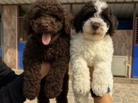 Logotto türüf mantar köpeği yavruları