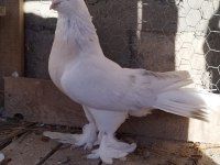 KAÇIRILMAYACAK KURENK ERKEK GÜVERCİN