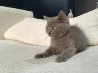 British shorthair blue ve blue point bebekler