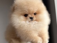 Orjinal Pomeranian Boo yavrumuz nora