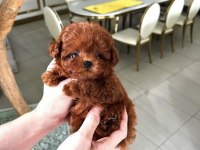 Minyatür Teacup Poodle yavrumuz