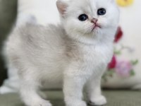 Nadir Renk Silver Ns11 British Shorthair