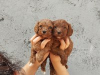 İstediğiniz renklerde poodle ıslak burunlar