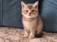 British Shorthair Ömürlük Yuva Arıyoruz!