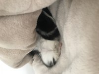 Ginepig Paşa için yeni yuva arıyoruz