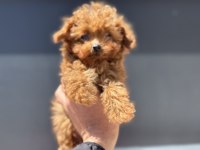 Micro tea cup 4 aylık 700 gr kore poodle petmode den