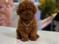 Orjinal aşılı toy poodle garantili