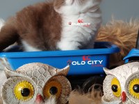 Kralın dönüşü safkan british teddy