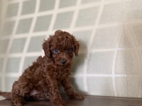 En Koyusunu İsteyene Dark Redbrown Erkek Kore Toy Poodle