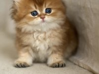 Efsane güzellikte longhair bebekler