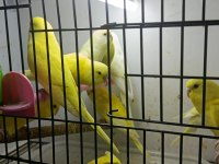 Albino muhabbet kuşları yavru ve yetişkinler
